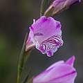 Gladiolus hirsutus, Christopher Whitehouse