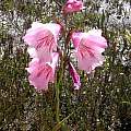 Gladiolus hirsutus, burned area, Bob Rutemoeller