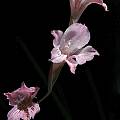 Gladiolus hirsutus, Bob Werra