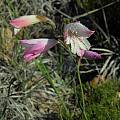 Gladiolus hirsutus, Mary Sue Ittner
