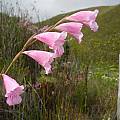 Gladiolus hirsutus, Hermanus, Cameron McMaster
