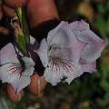 Gladiolus hirsutus, Du Toit Kloof mountain pass, Mary Sue Ittner