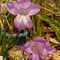 Gladiolus hirsutus x carinatus, Hiroyuki Tanaka