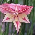 Gladiolus huttonii hybrid, Mary Sue Ittner