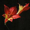 Gladiolus huttonii hybrids, Mary Sue Ittner