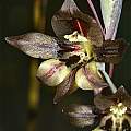 Gladiolus hyalinus, Nieuwoudtville, Andrew Harvie