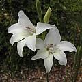 Gladiolus x colvillei 'The Bride', Mary Sue Ittner