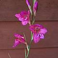 Gladiolus illyricus, Mary Sue Ittner