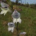 Gladiolus inandensis, Rachel Saunders