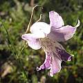Gladiolus inflexus, Douglas Euston-Brown, iNaturalist, CC BY-SA