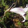 Gladiolus inflexus, douglaseustonbrown, iNaturalist, CC BY-NC