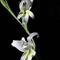 Gladiolus involutus, Bob Werra