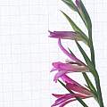 Gladiolus italicus, M. Gastil-Buhl