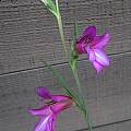 Gladiolus italicus