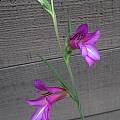 Gladiolus italicus, Mary Sue Ittner
