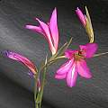 Gladiolus italicus, Mary Sue Ittner