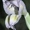 Gladiolus kamiesbergensis