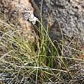 Gladiolus kamiesbergensis, Andrew Harvie