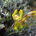Gladiolus karooicus