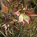 Gladiolus liliaceus, Michael Mace