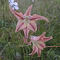 Gladiolus liliaceus, Bob Rutemoeller
