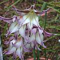 Gladiolus liliaceus, Mary Sue Ittner