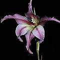 Gladiolus liliaceus, night, Andrew Harvie