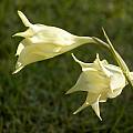 Gladiolus longicollis, Cameron McMaster
