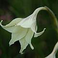 Gladiolus longicollis, Naude's Nek, Mary Sue Ittner