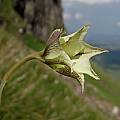 Gladiolus longicollis, Naude's Nek, Cameron McMaster