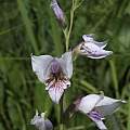 Gladiolus loteniensis