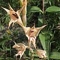 Gladiolus macneilii, Rachel Saunders