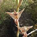 Gladiolus macneilii, Rachel Saunders
