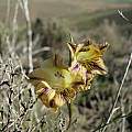 Gladiolus maculatus, Bredasdrop, Cameron McMaster