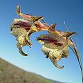 Gladiolus maculatus