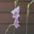 Gladiolus martleyi, Bob Rutemoeller