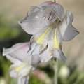 Gladiolus martleyi, Dirk Wallace