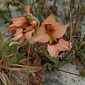 Gladiolus meliusculus, Brackenfell, Mary Sue Ittner