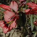 Gladiolus meliusculus, Darling, Bob Rutemoeller