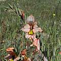 Gladiolus meliusculus, Darling, Bob Rutemoeller