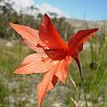 Gladiolus meridionalis