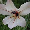 Gladiolus miniatus, Dirk Wallace