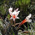 Gladiolus miniatus, Arniston, Cameron McMaster
