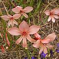 Gladiolus miniatus, Mary Sue Ittner