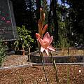Gladiolus monticola