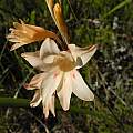 Gladiolus monticola, Table Mountain, Rachel Saunders