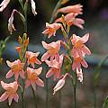 Gladiolus monticola, Mary Sue Ittner