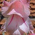 Gladiolus mortonius, Paul Tyerman