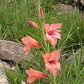 Gladiolus mortonius, Cathcart, Cameron McMaster