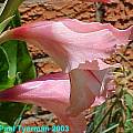Gladiolus mortonius